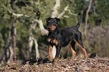 JAGDTERRIER ALLEMAND 076